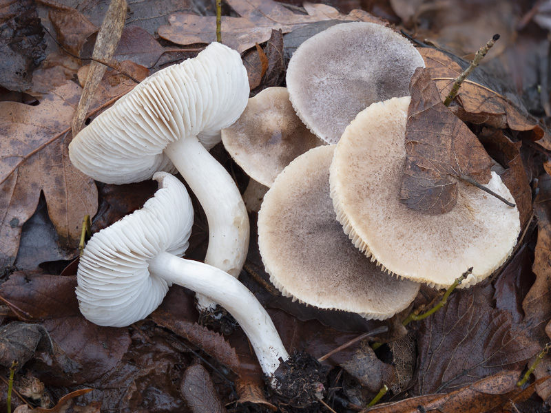 Tricholoma scalpturatum